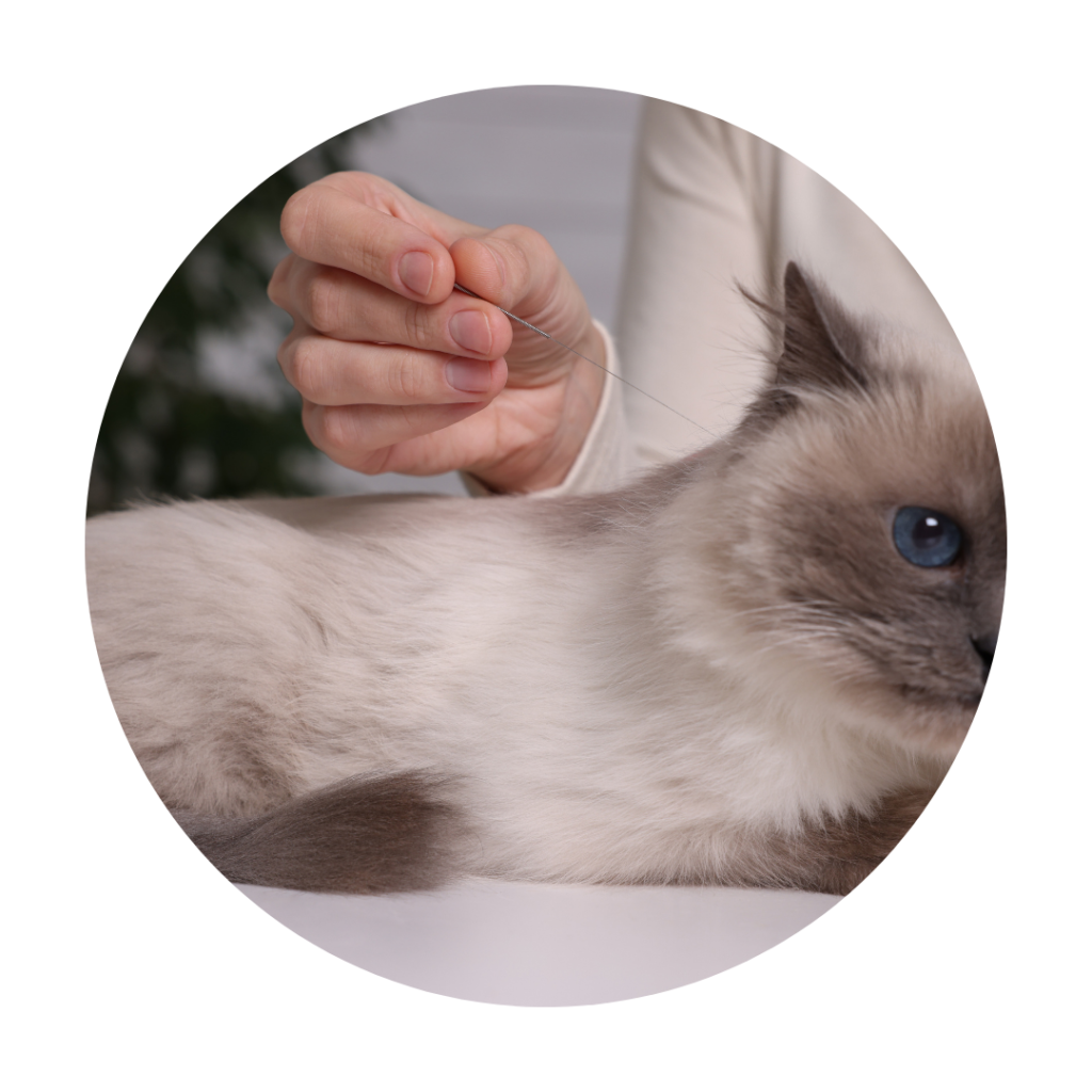 acupuncture chat