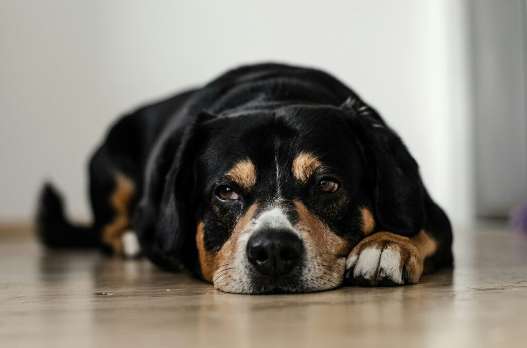 compléments à éviter chien