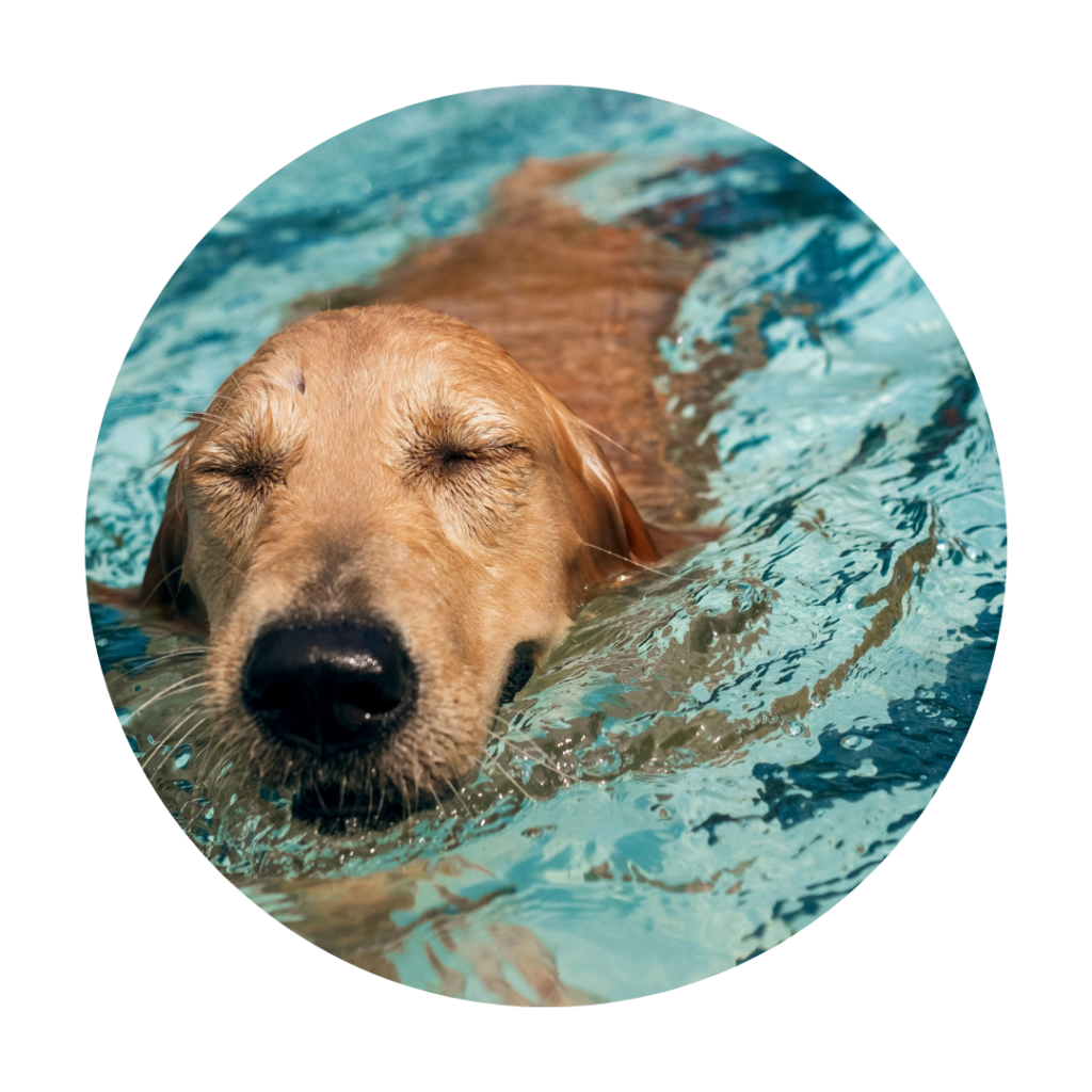 hydrothérapie chien