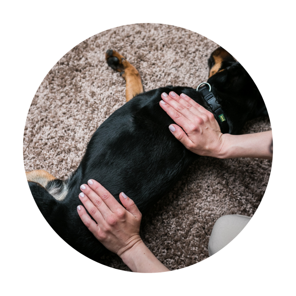 massage chien