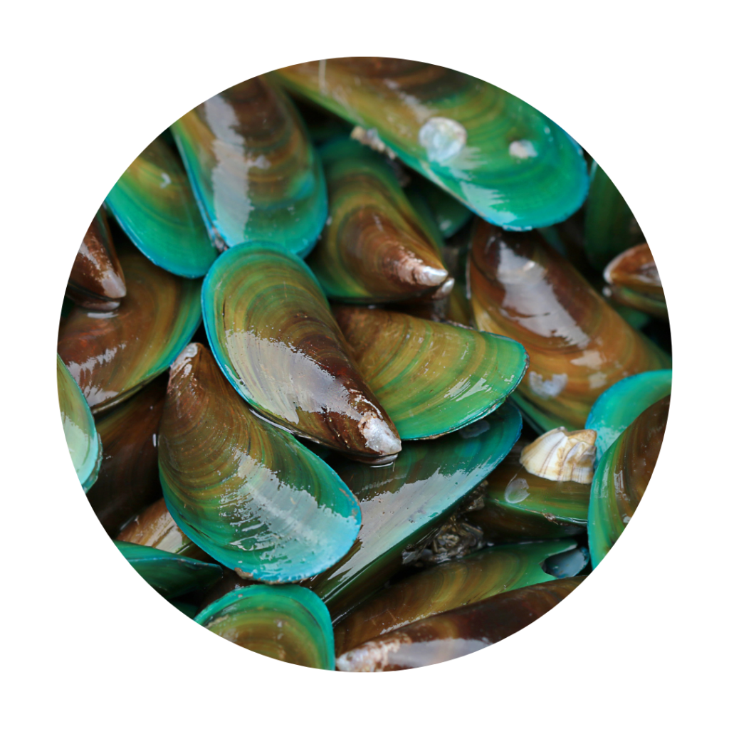 moule verte nouvelle zélande