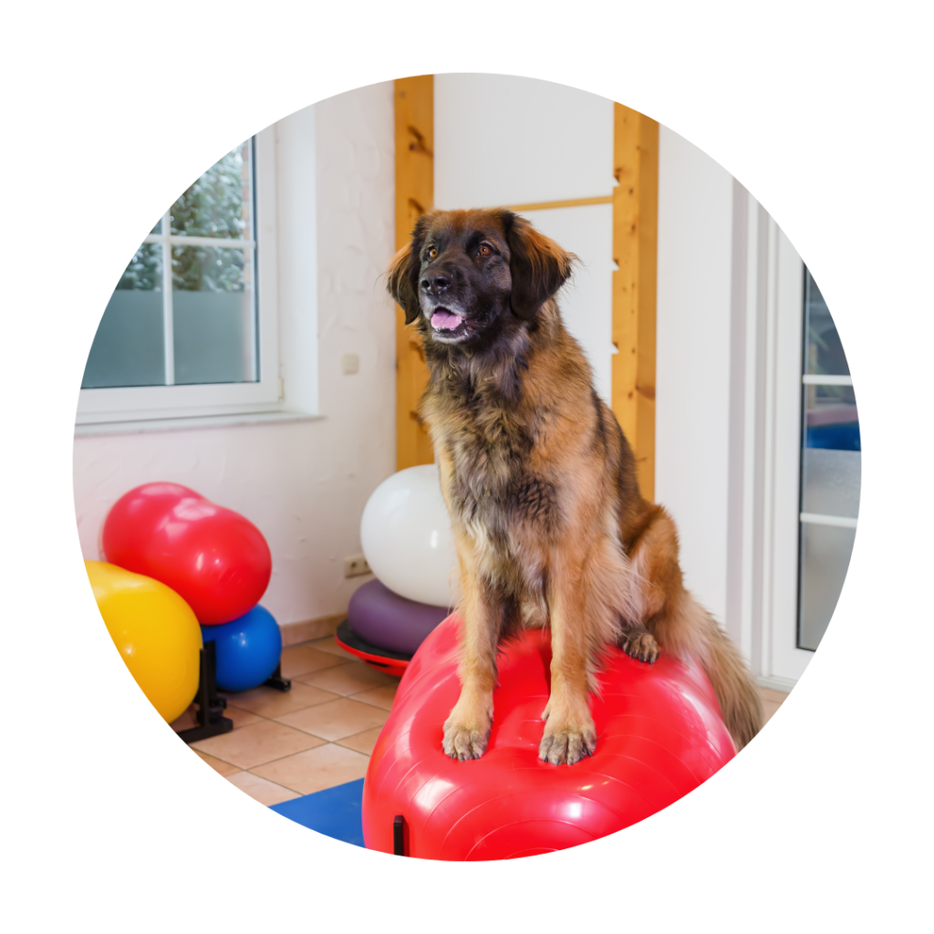 physiothérapie chien