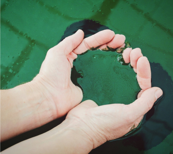 spiruline