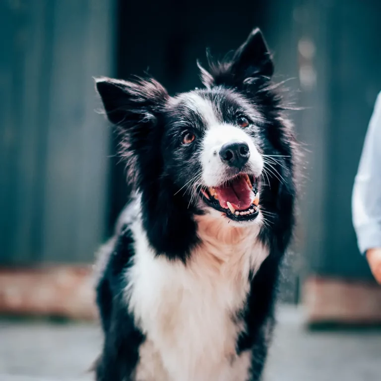 phycocanine+