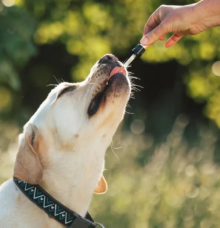 cbd 6% chien/chat