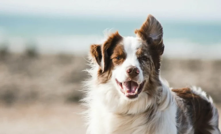 photo chien en exterieure