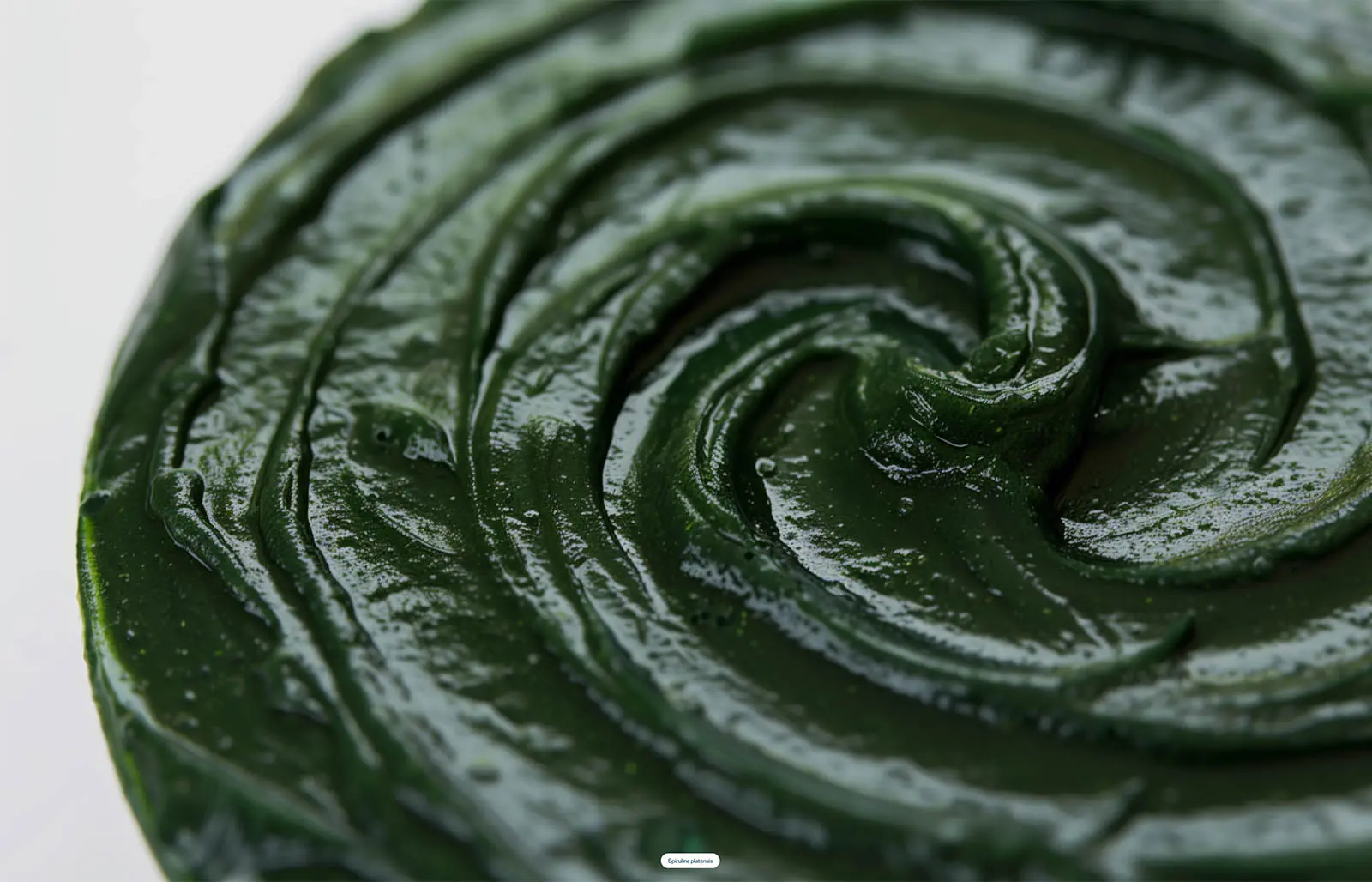photo spiruline en pate