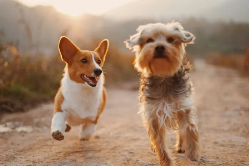 phycocanine+