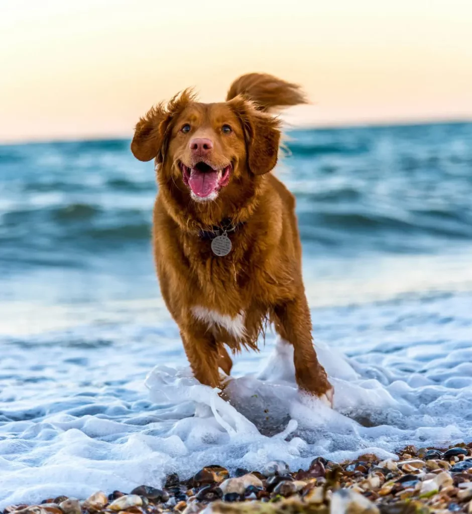 phycocanine+