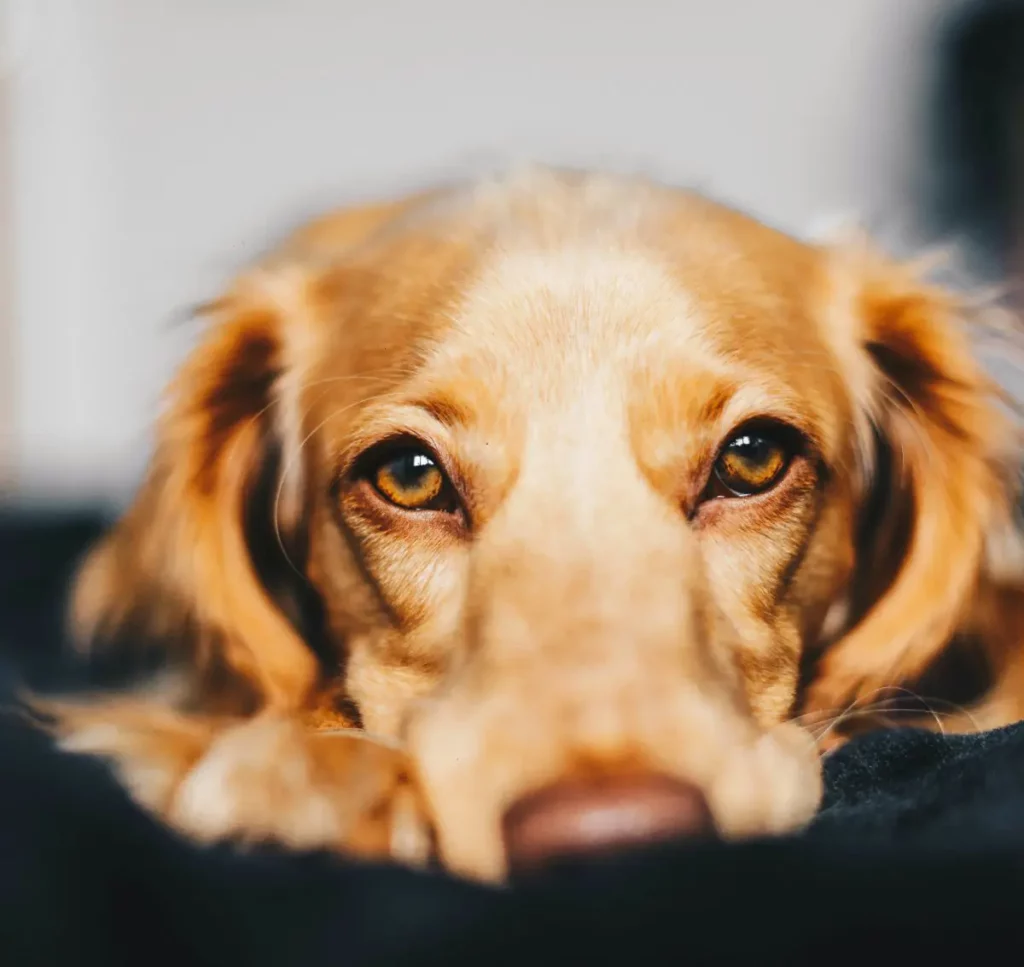 phycocanine+