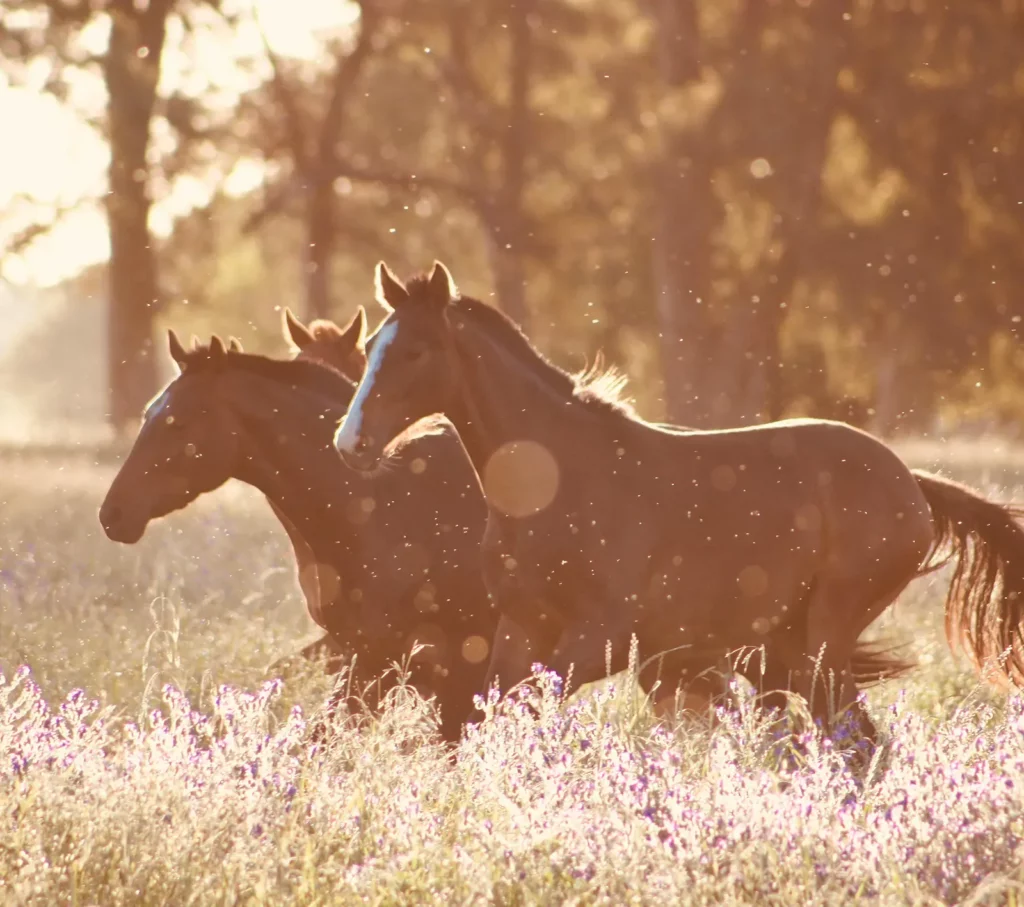 chevaux dans un pre