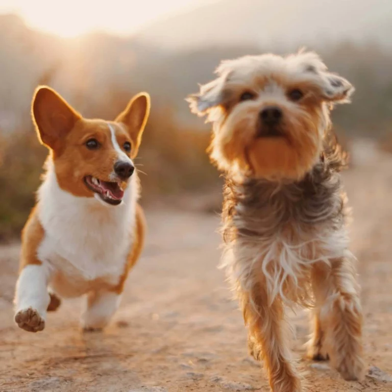 cbd chien medium