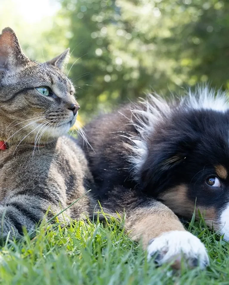 cat and dog outdoor