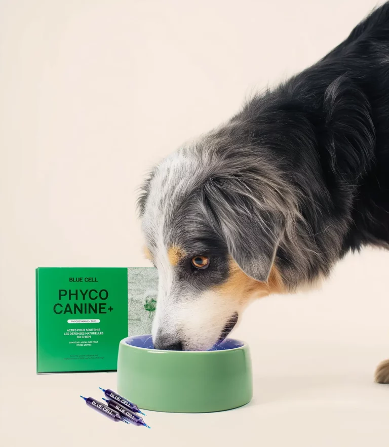 dog drink blue cell