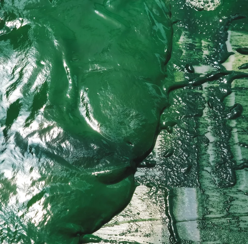 spiruline